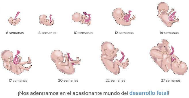 desarrollo fetal por semanas