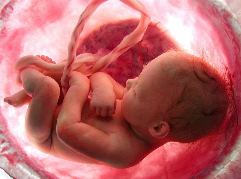 un bebe en el vientre