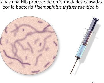 vacuna haemophilus influenzae tipo b